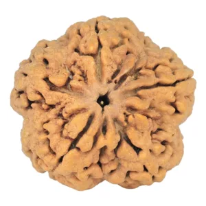 5 Mukhi Rudraksha 30mm 7.36gm