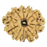 10 Mukhi Rudraksha 24.5mm 2.62gm - Rudraksha