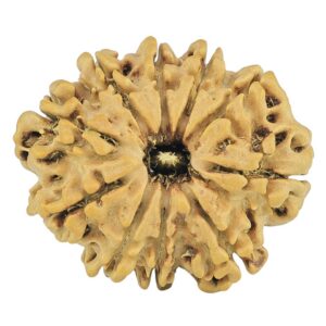 10 Mukhi Rudraksha 24.5mm 2.62gm - Rudraksha