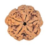 5 Mukhi Rudraksha 29mm 8.83gm - Rudraksha