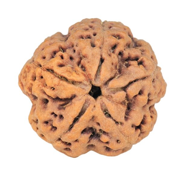 5 Mukhi Rudraksha 29mm 8.83gm - Rudraksha
