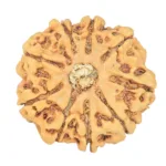 9 Mukhi Rudraksha 23.7mm 2.86gm - Rudraksha