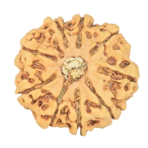 9 Mukhi Rudraksha 23.7mm 2.86gm