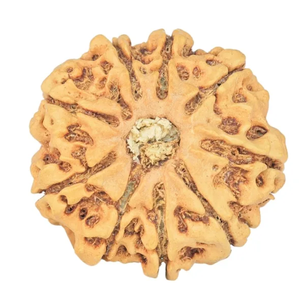9 Mukhi Rudraksha 23.7mm 2.86gm - Rudraksha