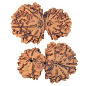 10 Mk Gaurishankar 34.4mm 6.67gm - Rudraksha