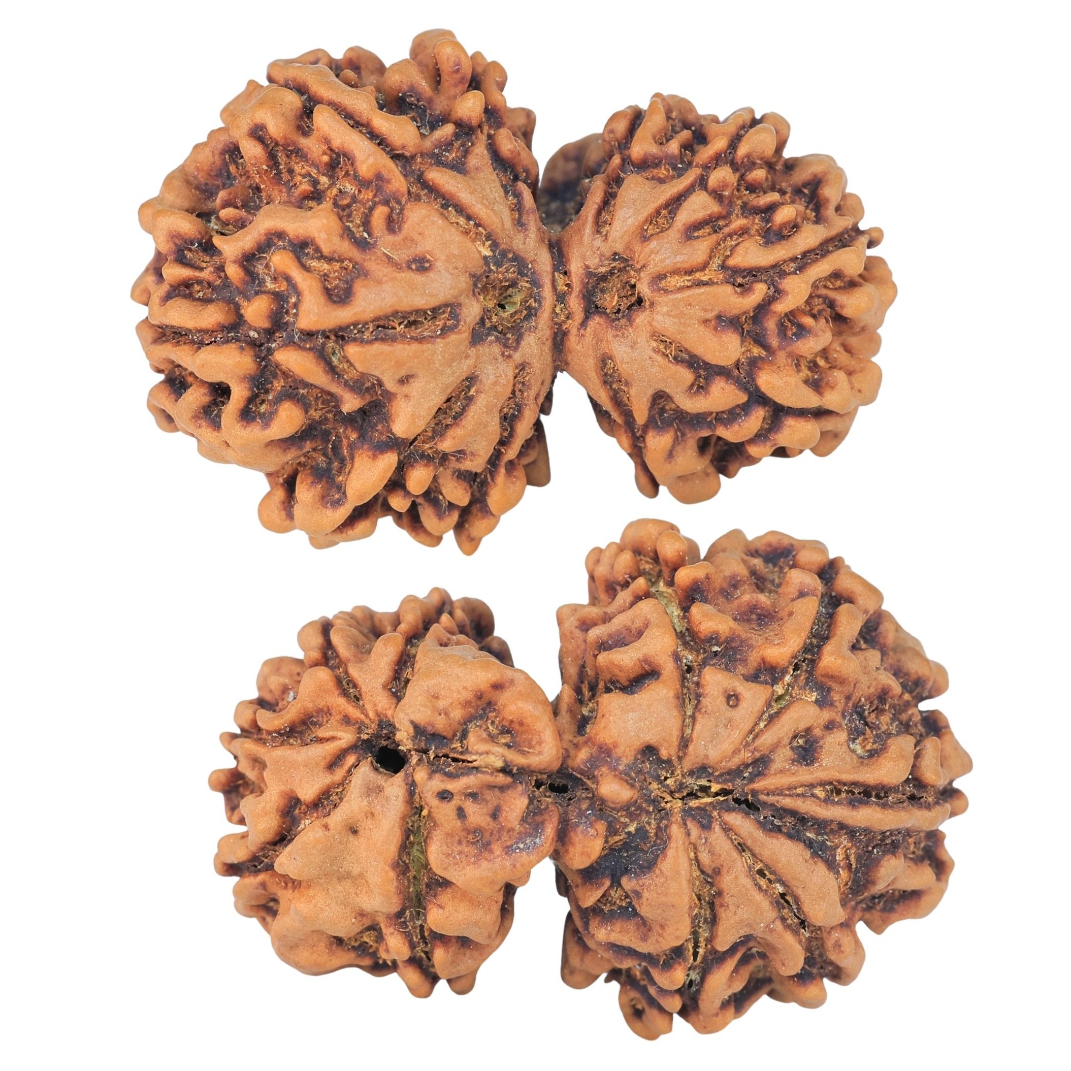 10 Mk Gaurishankar 34.4mm 6.67gm - Rudraksha