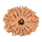 14 Mukhi Rudraksha 24.1mm 3.47gm - Rudraksha