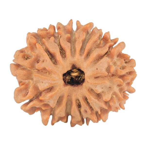14 Mukhi Rudraksha 24.1mm 3.47gm - Rudraksha