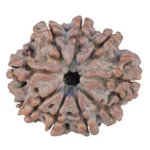 9 Mukhi Rudraksha 25.3mm 4gm - Rudraksha