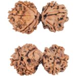 10 Mukhi Mini Trijuti 32.8mm 4.55gm - Rudraksha