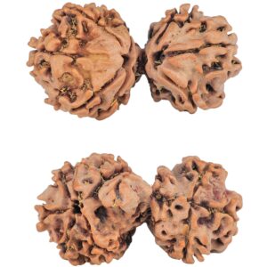 10 Mukhi Mini Trijuti 32.8mm 4.55gm - Rudraksha