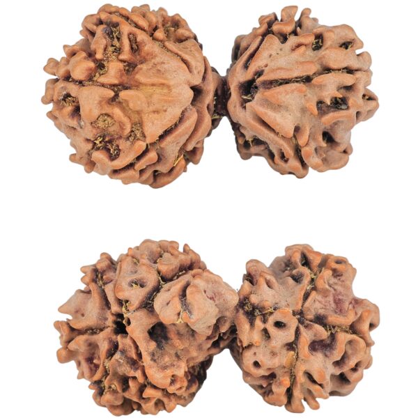 10 Mukhi Mini Trijuti 32.8mm 4.55gm - Rudraksha
