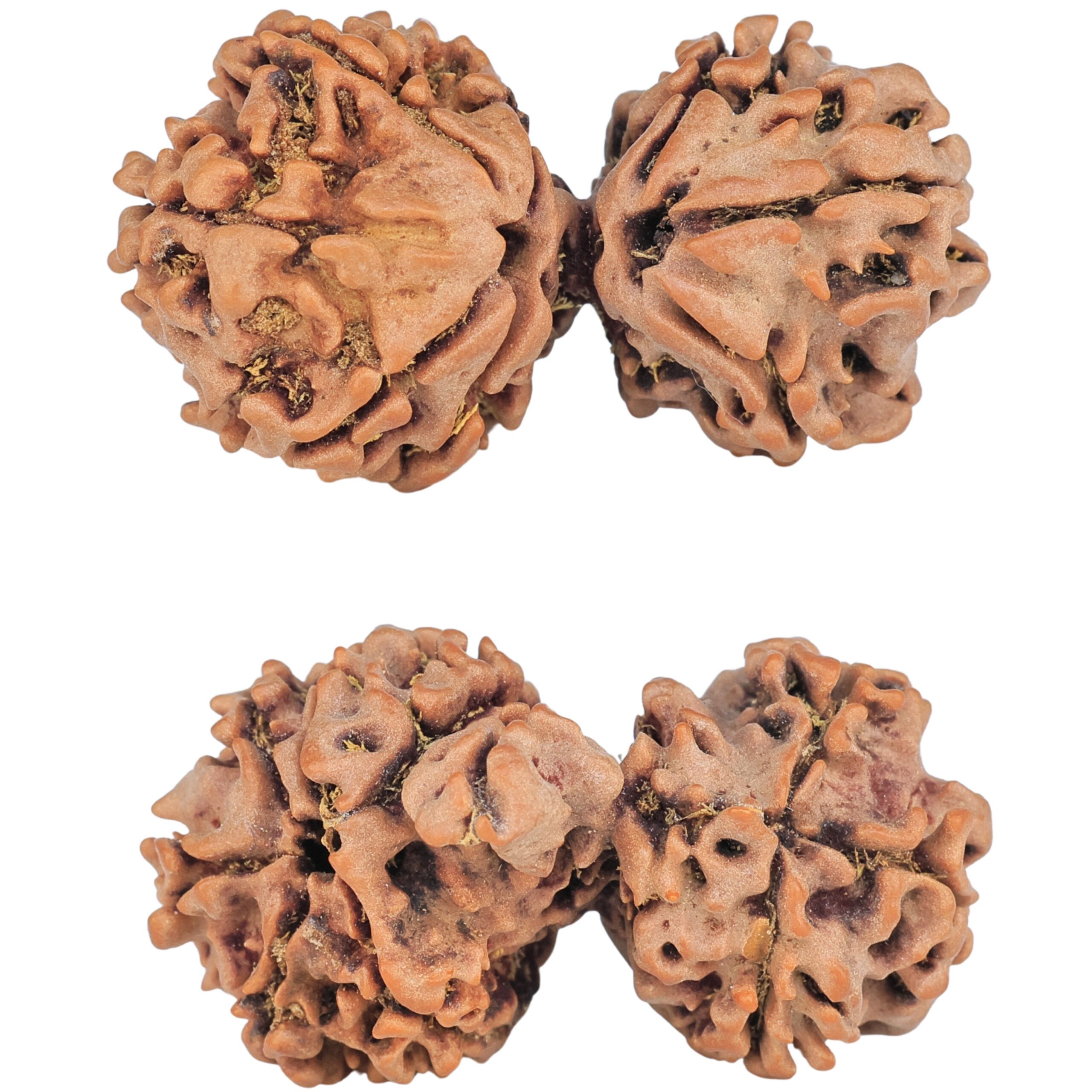 10 Mukhi Mini Trijuti 32.8mm 4.55gm - Rudraksha
