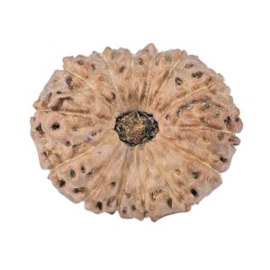 14 Mukhi Rudraksha 22.3mm 2.25gm - Rudraksha