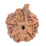 5 Mukhi Ganesh 20.8mm 2.34gm - Rudraksha