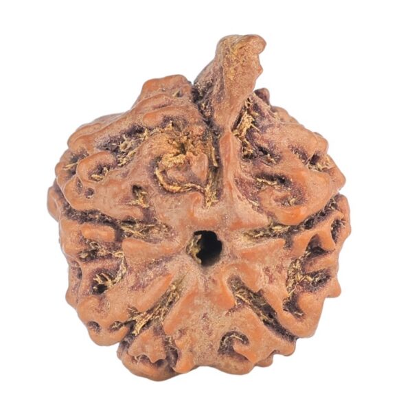 5 Mukhi Ganesh 20.8mm 2.34gm - Rudraksha