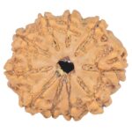 10 Mukhi Rudraksha 23.2mm 3.26gm - Rudraksha