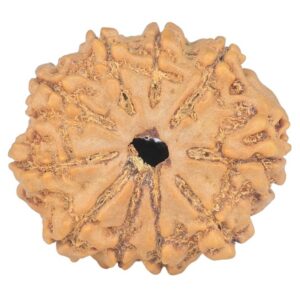 10 Mukhi Rudraksha 23.2mm 3.26gm - Rudraksha