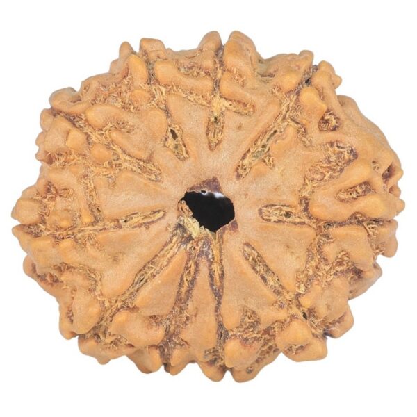 10 Mukhi Rudraksha 23.2mm 3.26gm - Rudraksha