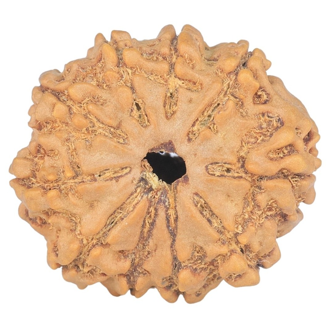 10 Mukhi Rudraksha 23.2mm 3.26gm - Rudraksha