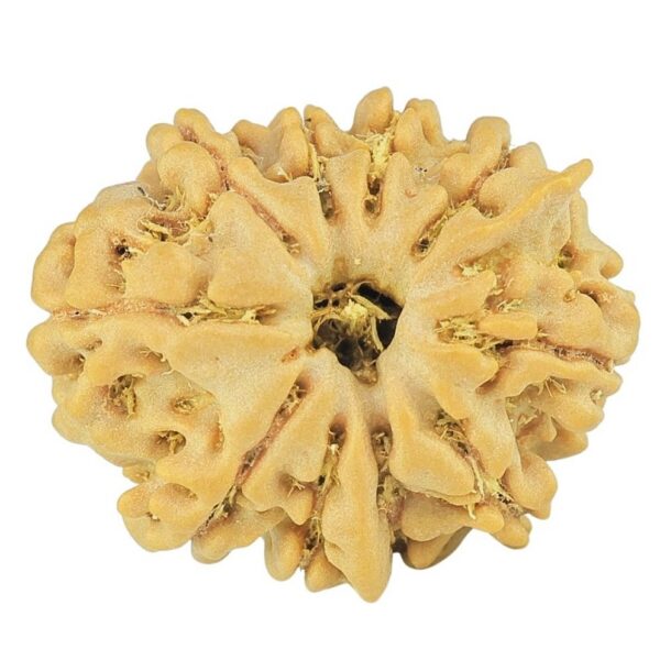 10 Mukhi Rudraksha 21.3mm 2.77gm - Rudraksha