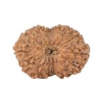 14 Mukhi Rudraksha 23.3mm 2.52gm - Origin: Indonesia - Rudraksha