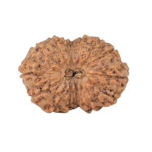 14 Mukhi Rudraksha 23.3mm 2.52gm - Origin: Indonesia - Rudraksha