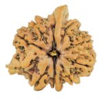 10 MK Double Ganesh 25.3mm 4.86gm - Rudraksha