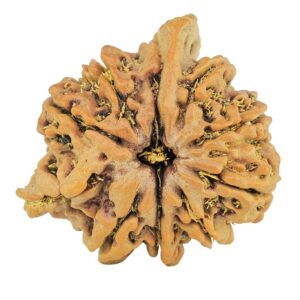 10 MK Double Ganesh 25.3mm 4.86gm - Rudraksha