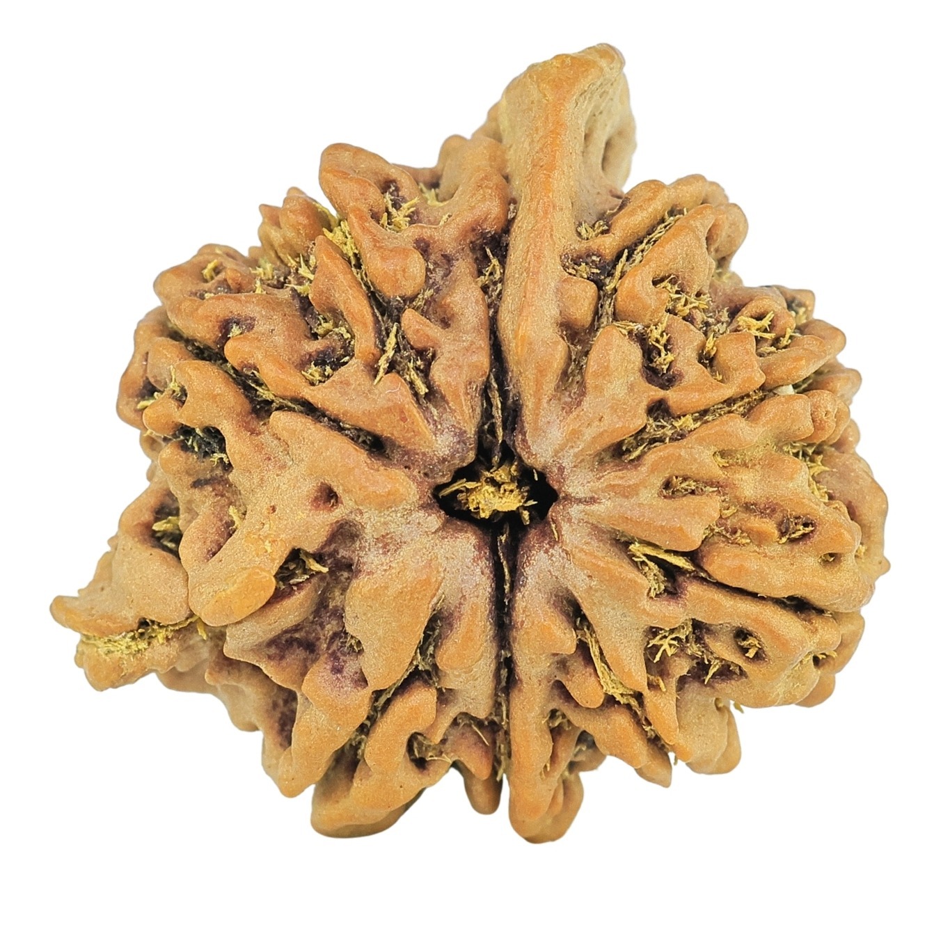 10 MK Double Ganesh 25.3mm 4.86gm - Rudraksha