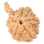 5 Mukhi Ganesh 25.3mm 2.62gm - Rudraksha