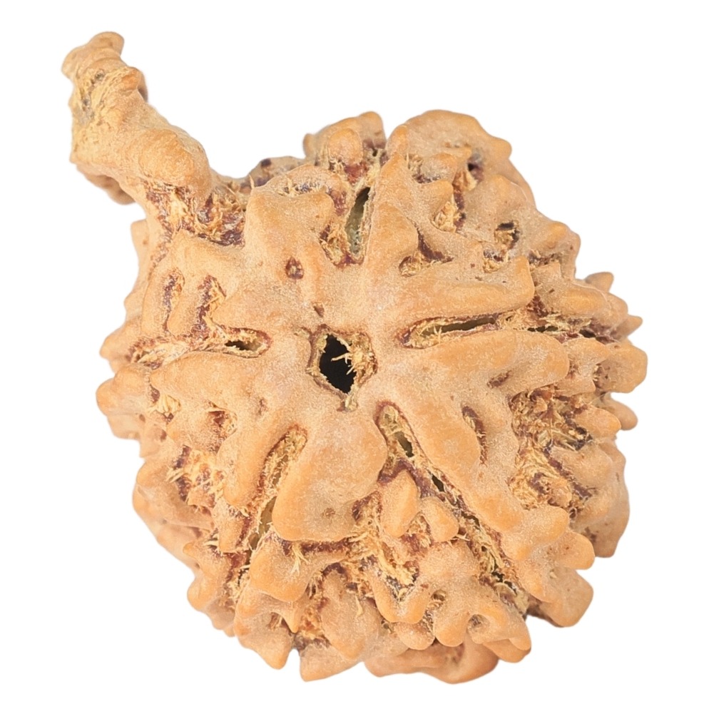 5 Mukhi Ganesh 25.3mm 2.62gm - Rudraksha