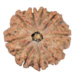 9 Mukhi Rudraksha 23.1mm 3.68gm - Rudraksha
