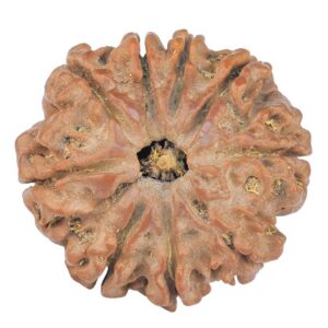 9 Mukhi Rudraksha 23.1mm 3.68gm - Rudraksha