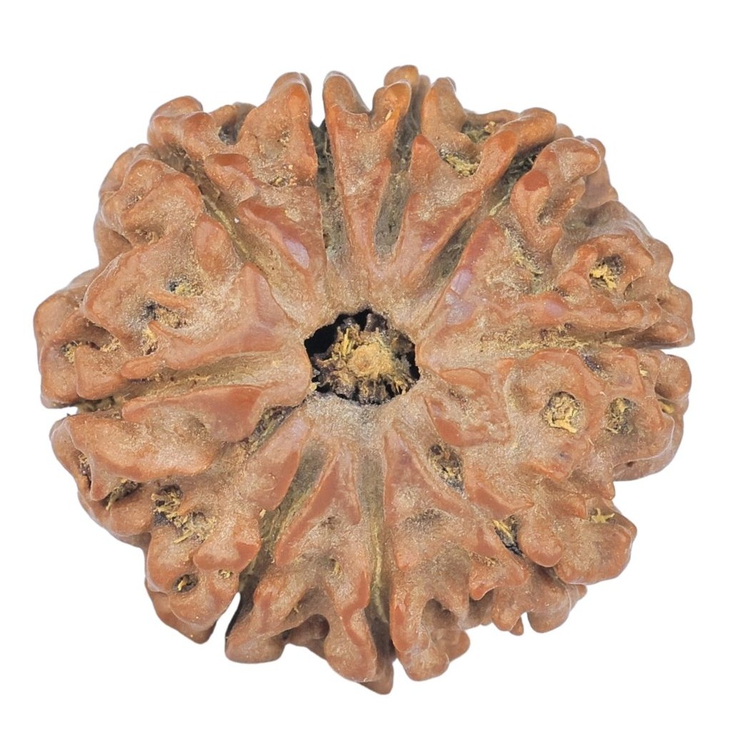 9 Mukhi Rudraksha 23.1mm 3.68gm - Rudraksha