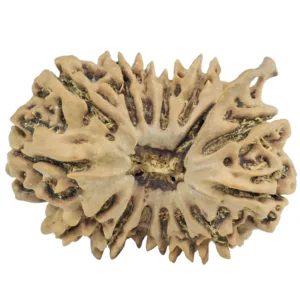 15 Mukhi Ganesh 29.1mm 4.57gm - Rudraksha