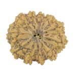 11 Mukhi Rudraksha 28.9mm 5.31gm - Rudraksha
