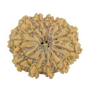 11 Mukhi Rudraksha 28.9mm 5.31gm - Rudraksha