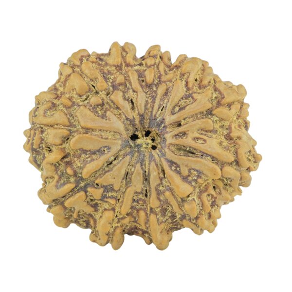 11 Mukhi Rudraksha 28.9mm 5.31gm - Rudraksha