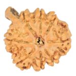 8 Mukhi Ganesh 25mm 3.36gm - Rudraksha