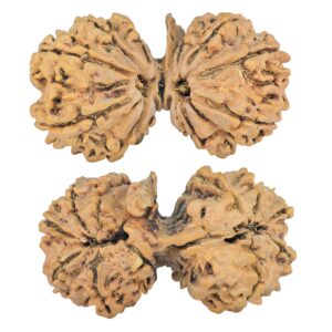 11 Mukhi G.S & Ganesh 39.5mm 6.32gm - Rudraksha