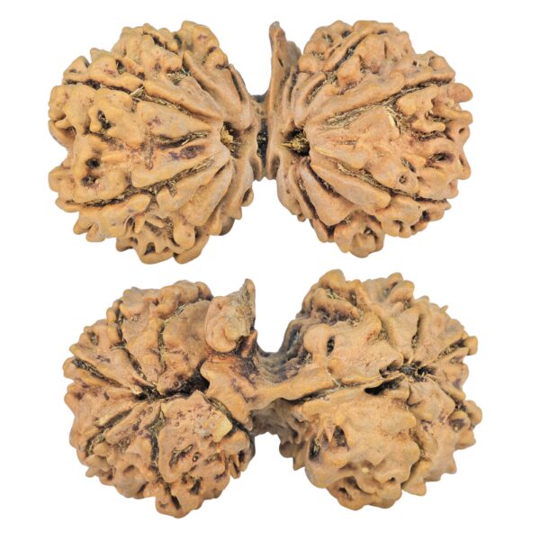 11 Mukhi G.S & Ganesh 39.5mm 6.32gm - Rudraksha