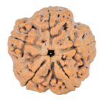 5 Mukhi Rudraksha 29.3mm 8.1gm - Rudraksha
