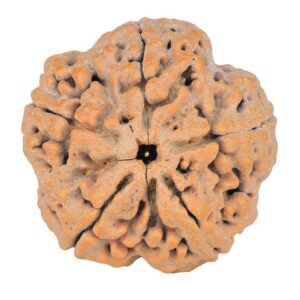 5 Mukhi Rudraksha 29.3mm 8.1gm - Rudraksha