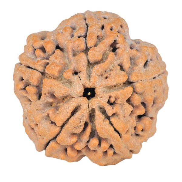 5 Mukhi Rudraksha 29.3mm 8.1gm - Rudraksha
