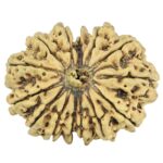 14 Mukhi Rudraksha 31.5mm 2.66gm - Rudraksha