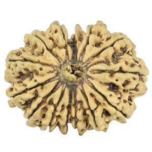 14 Mukhi Rudraksha 31.5mm 2.66gm - Rudraksha