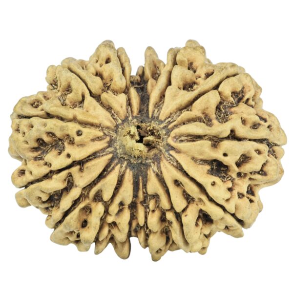 14 Mukhi Rudraksha 31.5mm 2.66gm - Rudraksha
