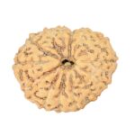 14 Mukhi Rudraksha 19.1mm 1.56gm - Rudraksha