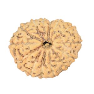 14 Mukhi Rudraksha 19.1mm 1.56gm - Rudraksha